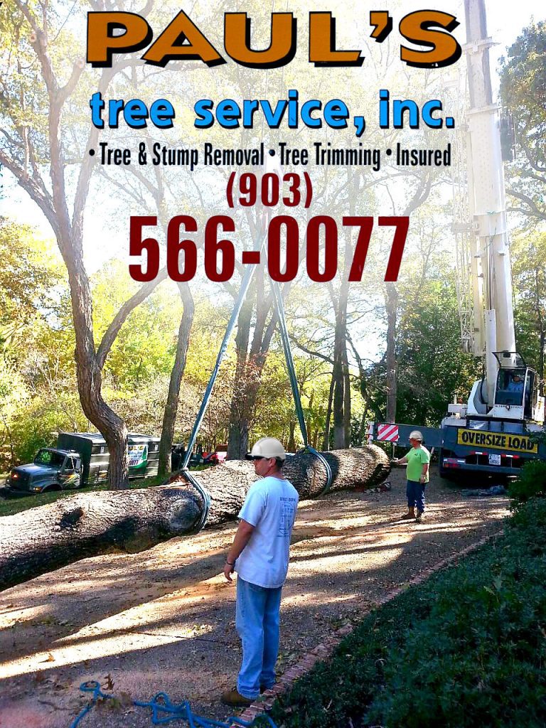 Contact Paul's Tree Service. inc.